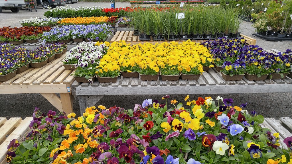 Niagara Nurseries | 1643 Niagara Regional Rd 81, St. Catharines, ON L2R 6P7, Canada | Phone: (905) 682-4783