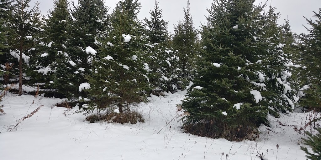 Fandango Christmas Tree Farm | 954208 7 Line EHS, Orangeville, ON L9W 6E9, Canada | Phone: (416) 970-5473