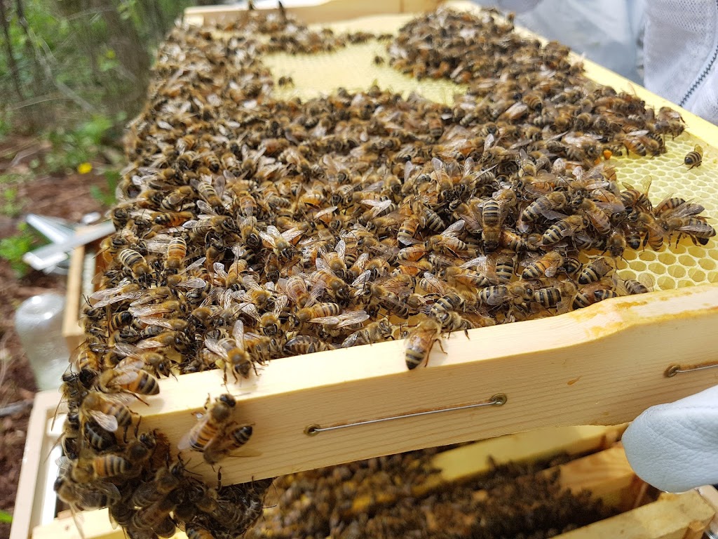 Martindale Apiary | 373 Martindale Rd, St. Catharines, ON L2N 0A3, Canada | Phone: (905) 937-5577