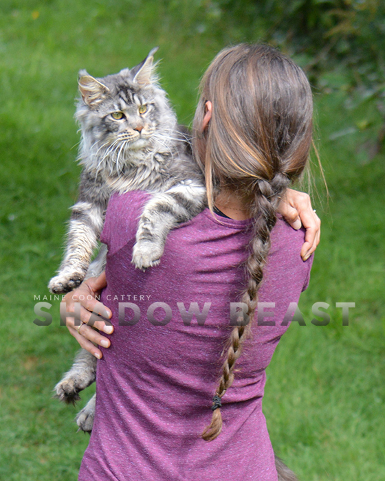 Élevage Shadow Beast Maine Coon Cattery | Route 281 Nord, Armagh, QC G0R 1A0, Canada | Phone: (418) 476-1865