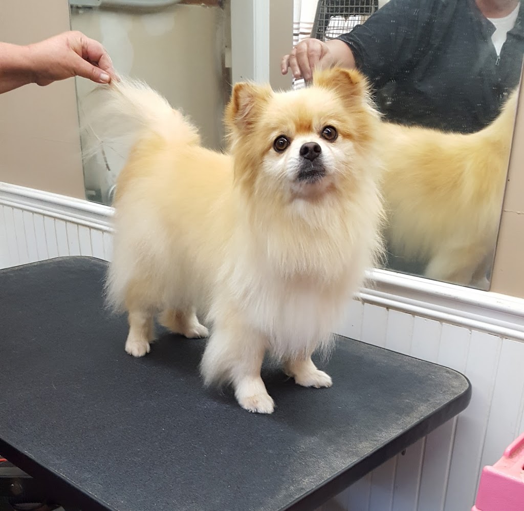 Cuddles And Clips Dog Grooming and Boarding With Doggy Daycare | 23 Hutchinson (formally)#65, Lowbanks, ON N0A 1K0, Canada | Phone: (289) 209-8323