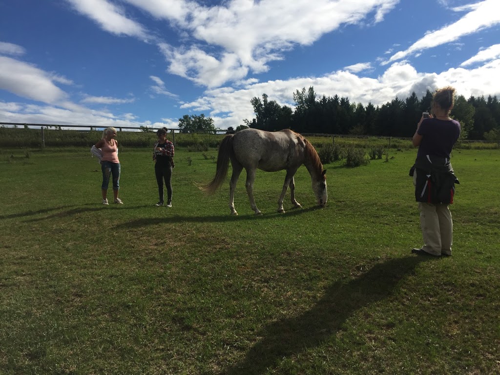 Horse Spirit Connections | 10th Side Rd, Tottenham, ON L0G 1W0, Canada | Phone: (416) 520-6276