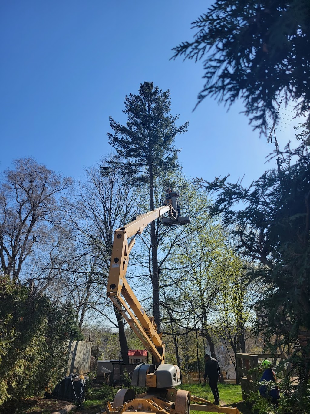 Island Breeze Tree Service | 375 Tecumseh Rd, Wallaceburg, ON N8A 4K9, Canada | Phone: (519) 627-3456