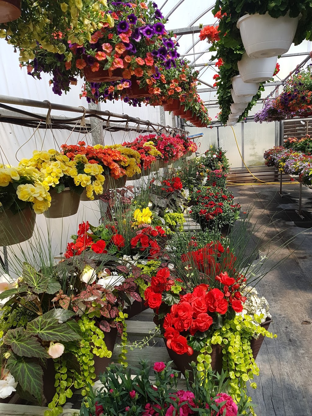 Carls Plants & Produce | 373 Seacliff Dr W, Leamington, ON N8H 4C9, Canada | Phone: (519) 326-2817