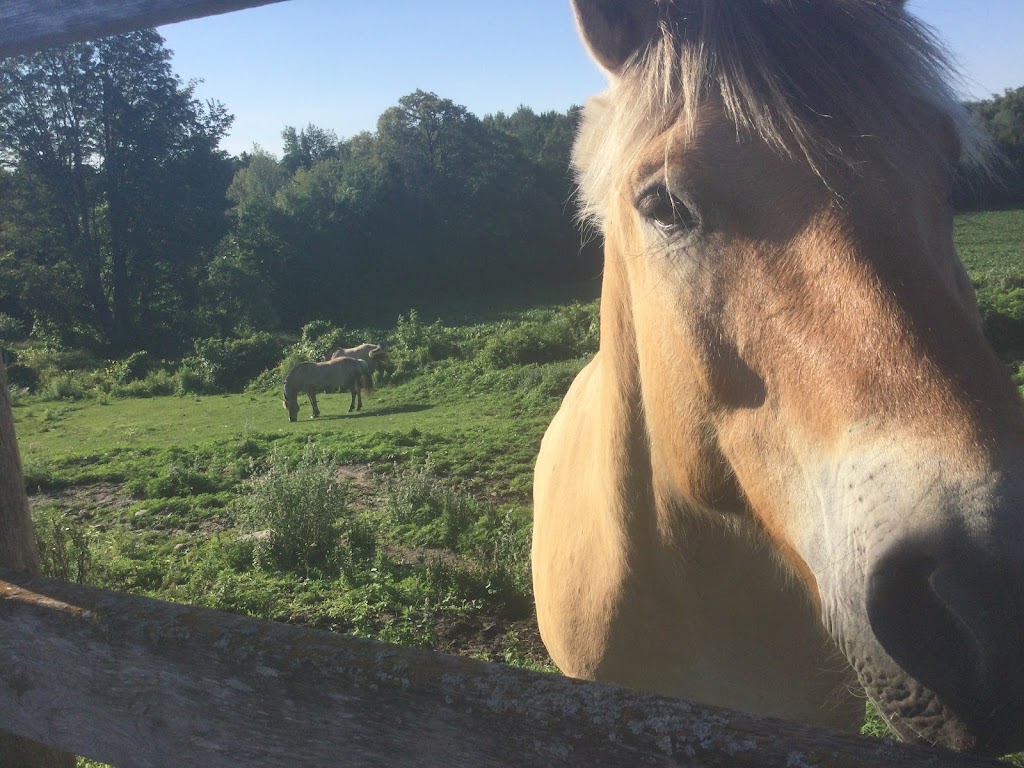 Buckhorn Riding Academy | 2185 Buckhorn Rd, Lakefield, ON K0L 2H0, Canada | Phone: (705) 772-9332