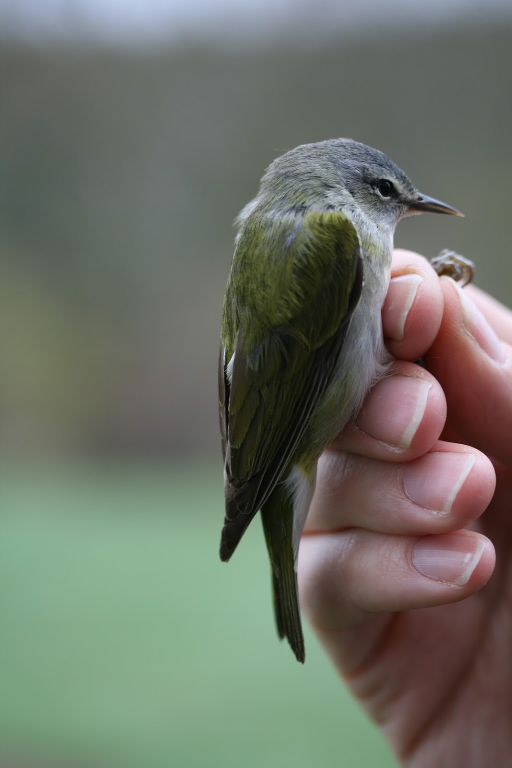 Siège social de lObservatoire doiseaux de Tadoussac | 302 Rue de la Rivière, Grandes-Bergeronnes, QC G0T 1G0, Canada | Phone: (418) 232-6249 ext. 28