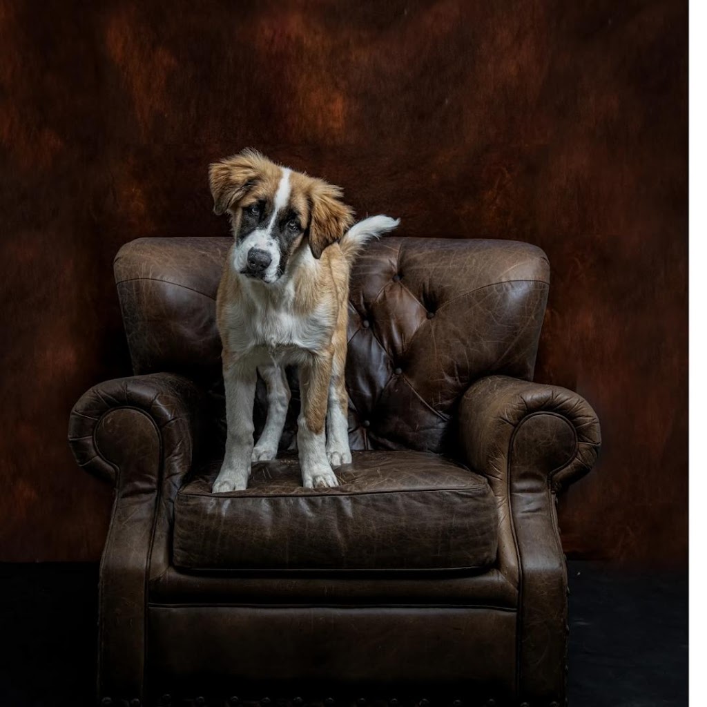 Vancouver Island Pet Portraits | 3942 Dove Creek Rd, Courtenay, BC V9J 1S1, Canada | Phone: (778) 585-1176