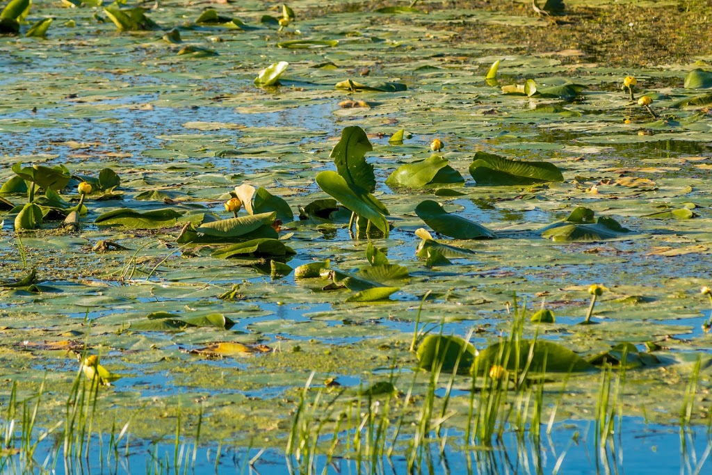 Cavan Swamp Wildlife Area | Cavan, ON L0A 1C0, Canada