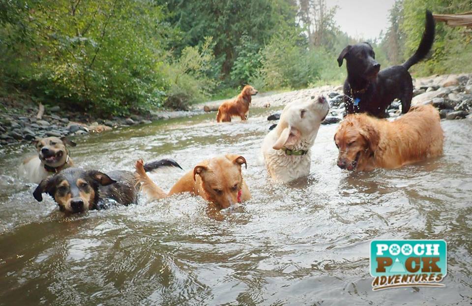 Pooch Pack Adventures | 3312 Hammond Bay Rd, Nanaimo, BC V9T 1E6, Canada | Phone: (250) 619-8241