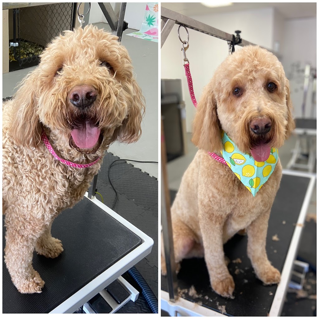 Groomer Has It | 3165 Lakefield Rd, Peterborough, ON K9J 6X5, Canada | Phone: (705) 652-0777