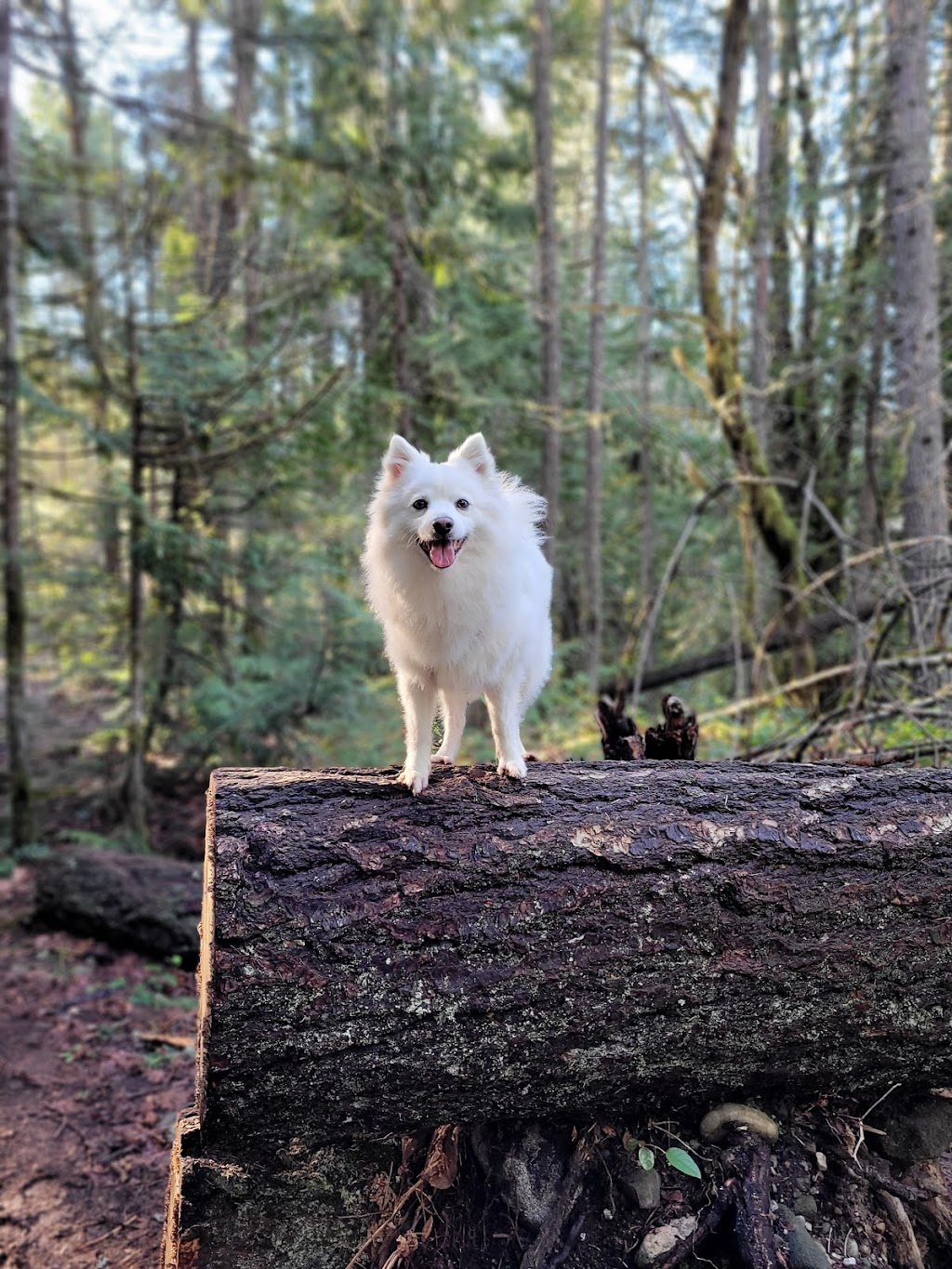 Mutts n Such Grooming | 2345 Marlborough Dr, Nanaimo, BC V9S 3J3, Canada | Phone: (250) 816-8214