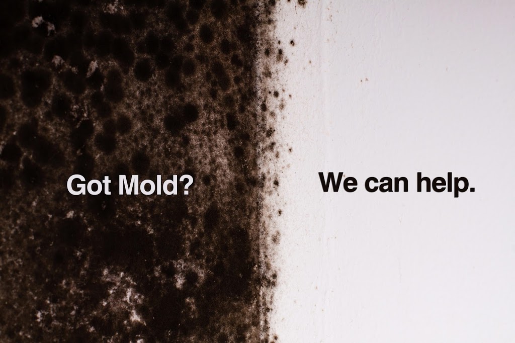 Absolute Mold Remediation Ltd. | 28 Thornhill Avenue, Toronto, Ontario, M6S 4C5, Canada | Phone: (800) 578-1291