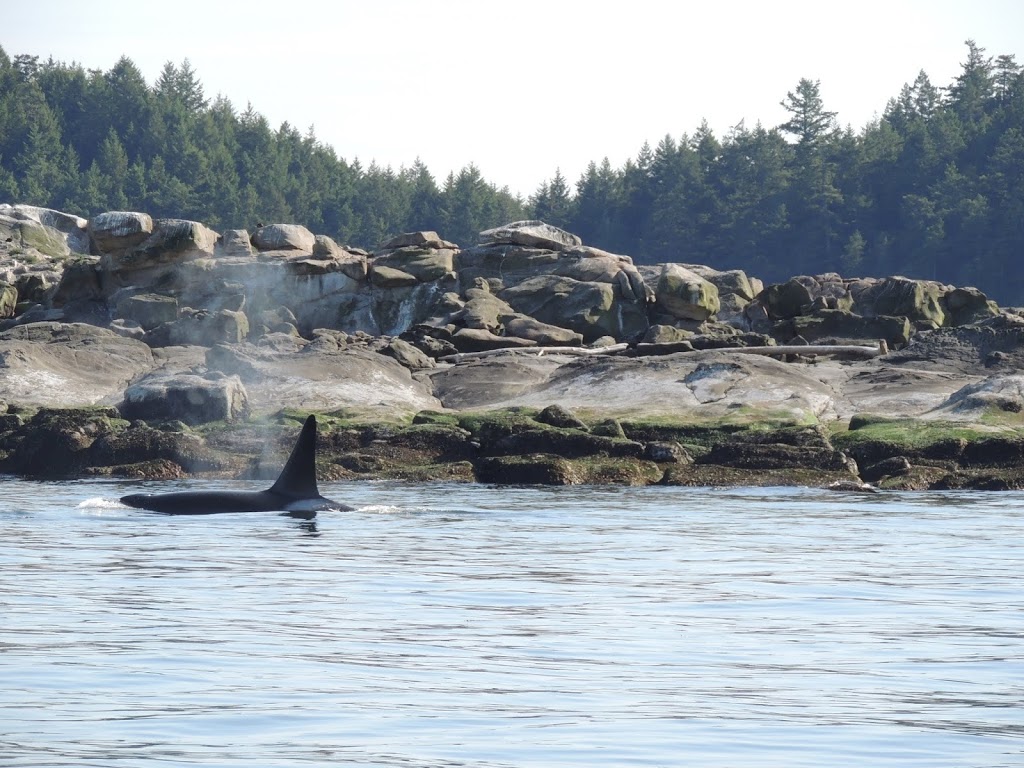 Ocean Ecoventures Whale Watching | 1721 Cowichan Bay Rd, Cowichan Bay, BC V0R 1N0, Canada | Phone: (250) 748-3800