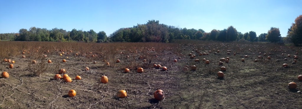 Parkinson’s U pick Pumpkin patch | 5380-, 5678 Wellington County Rd 29, Guelph, ON N1H 6J1, Canada