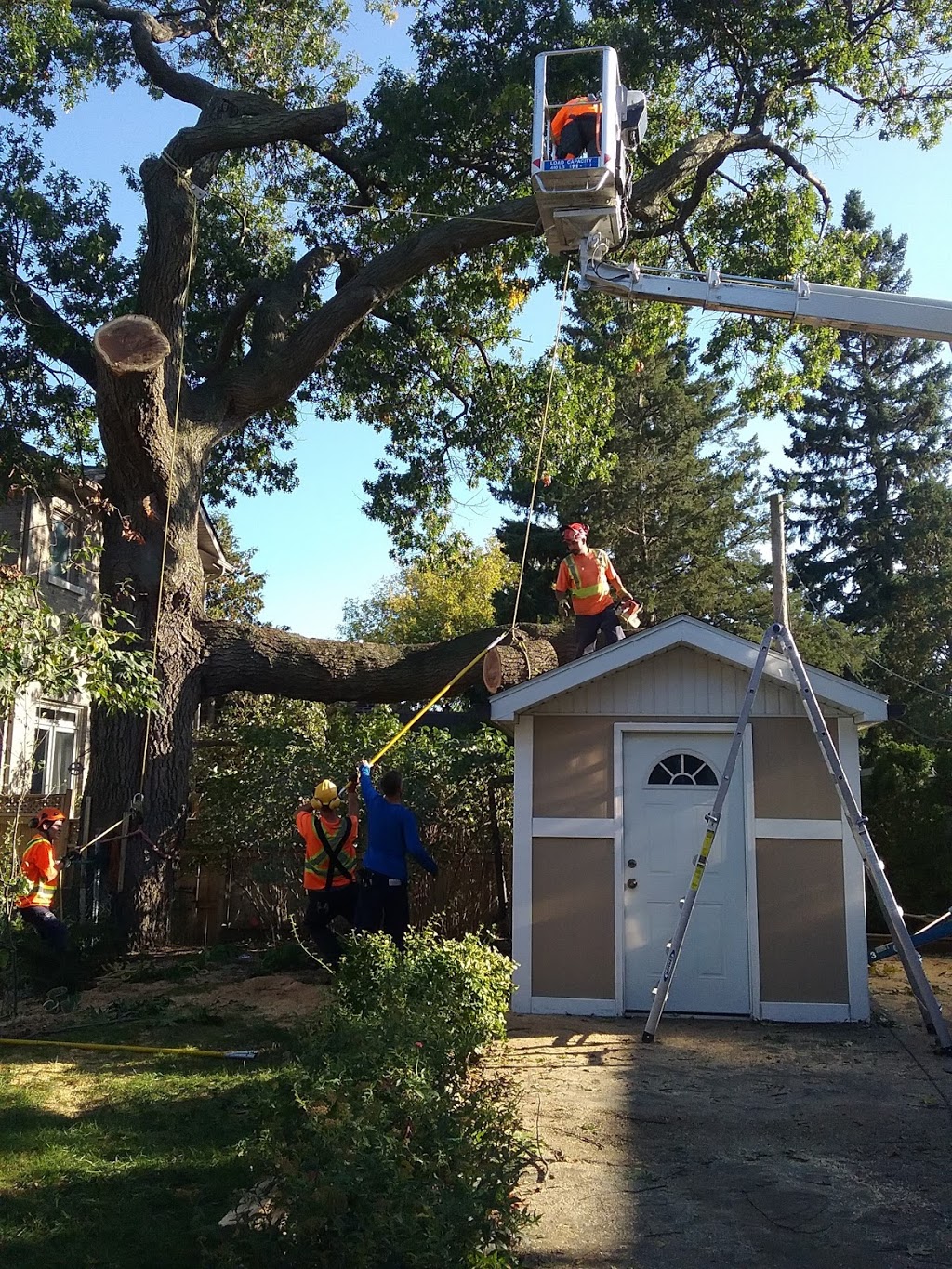 STS Tree Services | 7531 Ninth Line, Mississauga, ON L5N 0C1, Canada | Phone: (905) 821-7877