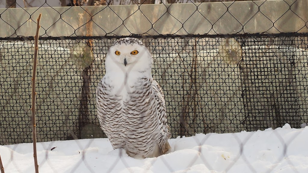 Snowy Owl Exhibit | 2000 Meadowvale Rd, Scarborough, ON M1B 5K7, Canada | Phone: (416) 392-5929