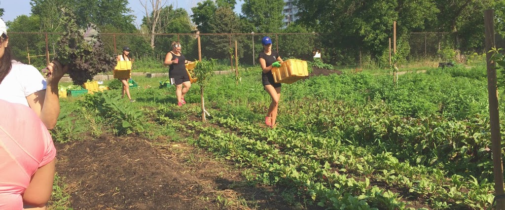 McQuesten Urban Farm | 785 Britannia Ave, Hamilton, ON L8H 6P7, Canada