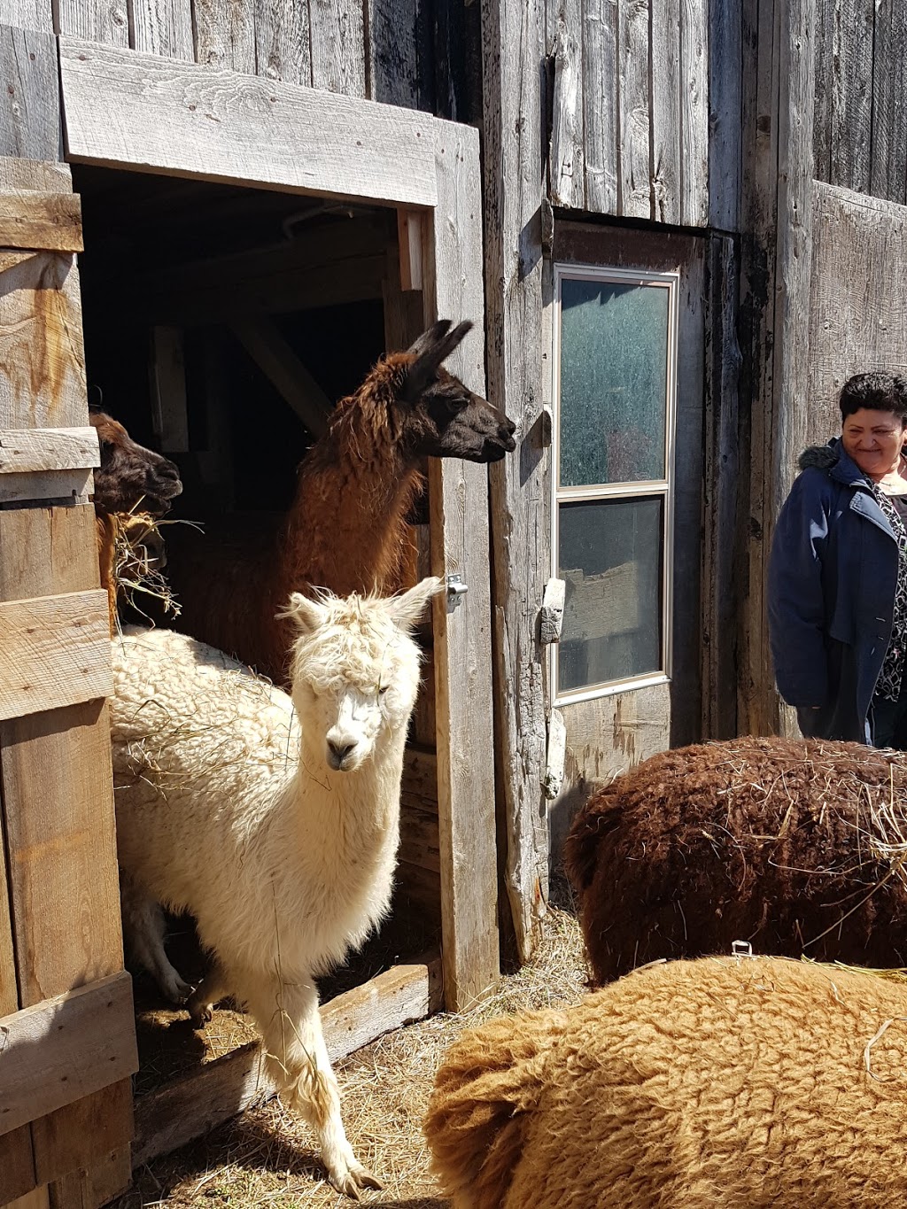 Lobo Loco Alpacas | 800 Townline Rd, Sheguiandah, ON P0P 1W0, Canada | Phone: (705) 968-0073