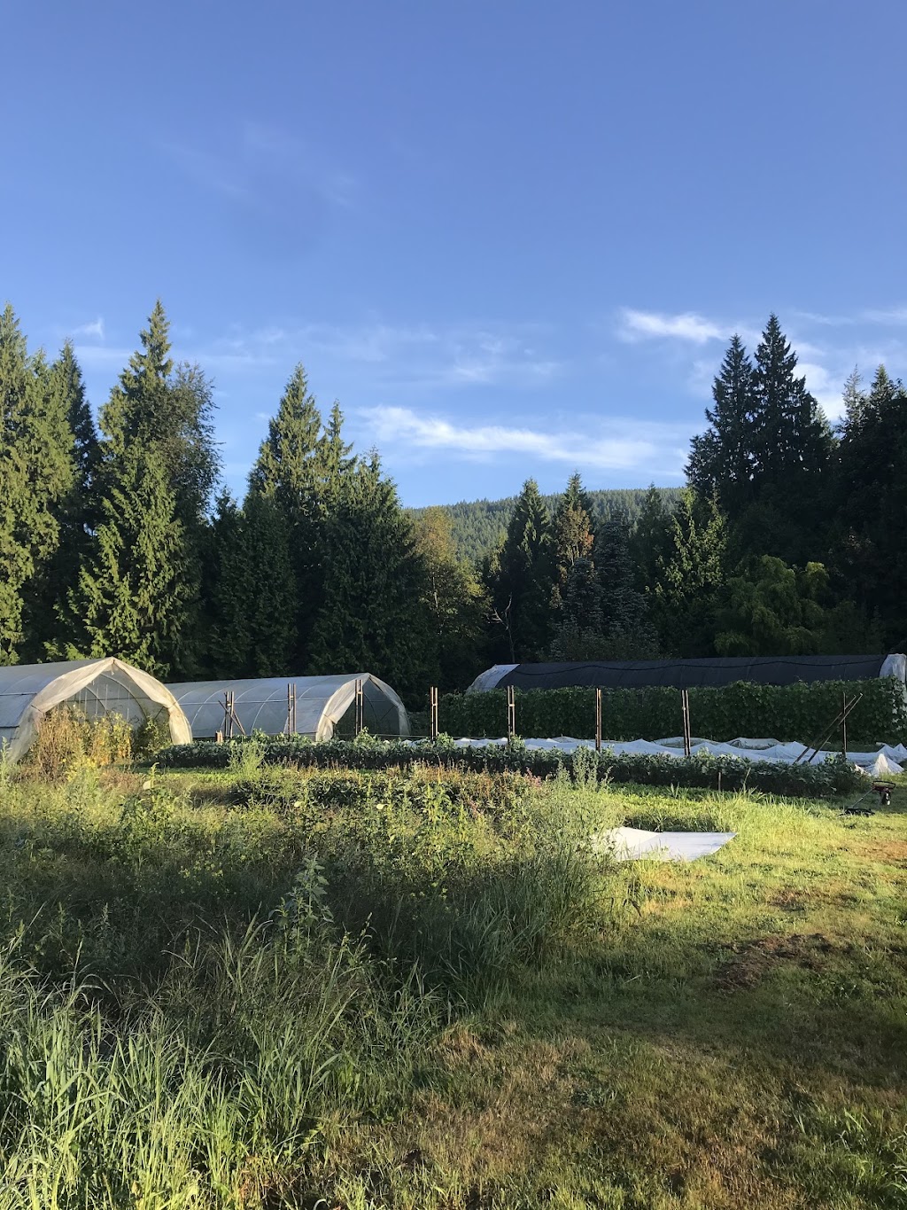 Henry Reed Organic Produce | 802 Henry Rd, Gibsons, BC V0N 1V2, Canada | Phone: (604) 886-7979