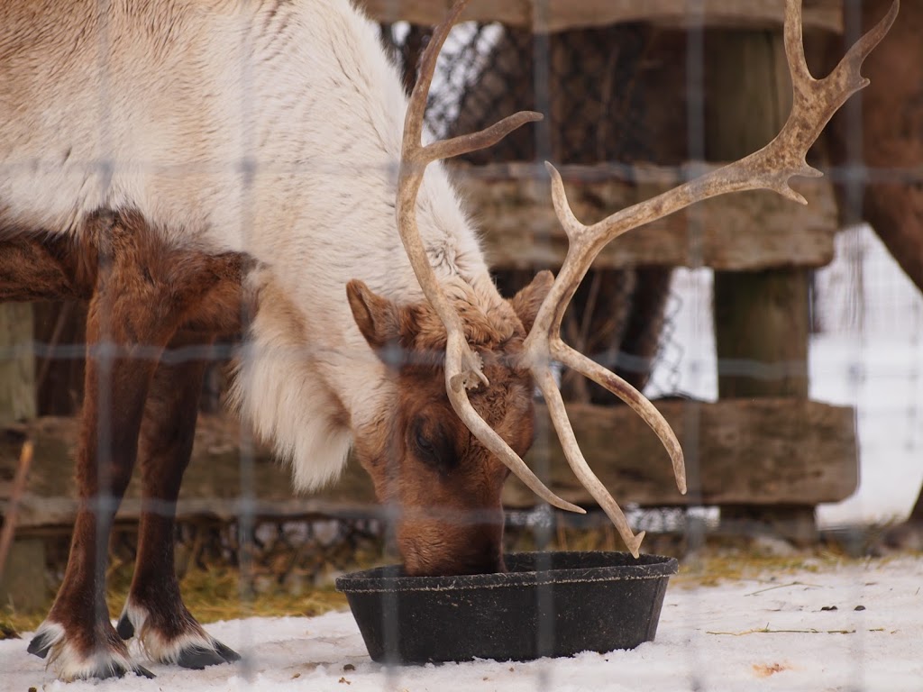 European Reindeer Exhibit | 2000 Meadowvale Rd, Scarborough, ON M1B 5K7, Canada | Phone: (416) 392-5900