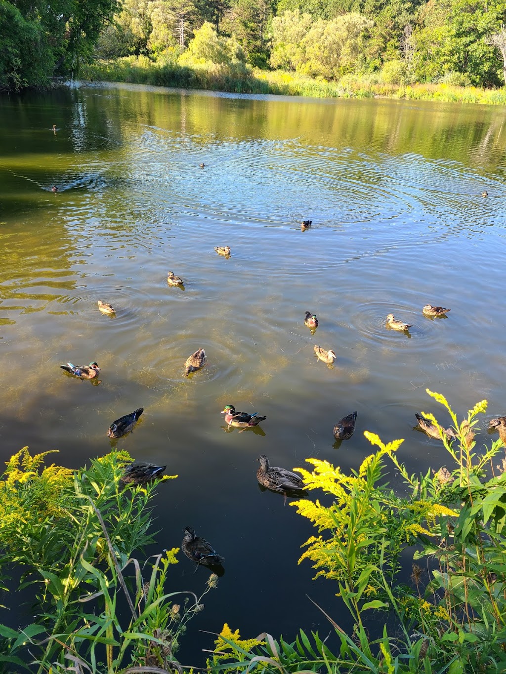 Grenadier Pond | High Park-Swansea, Toronto, ON M6S, Canada | Phone: (416) 721-2012