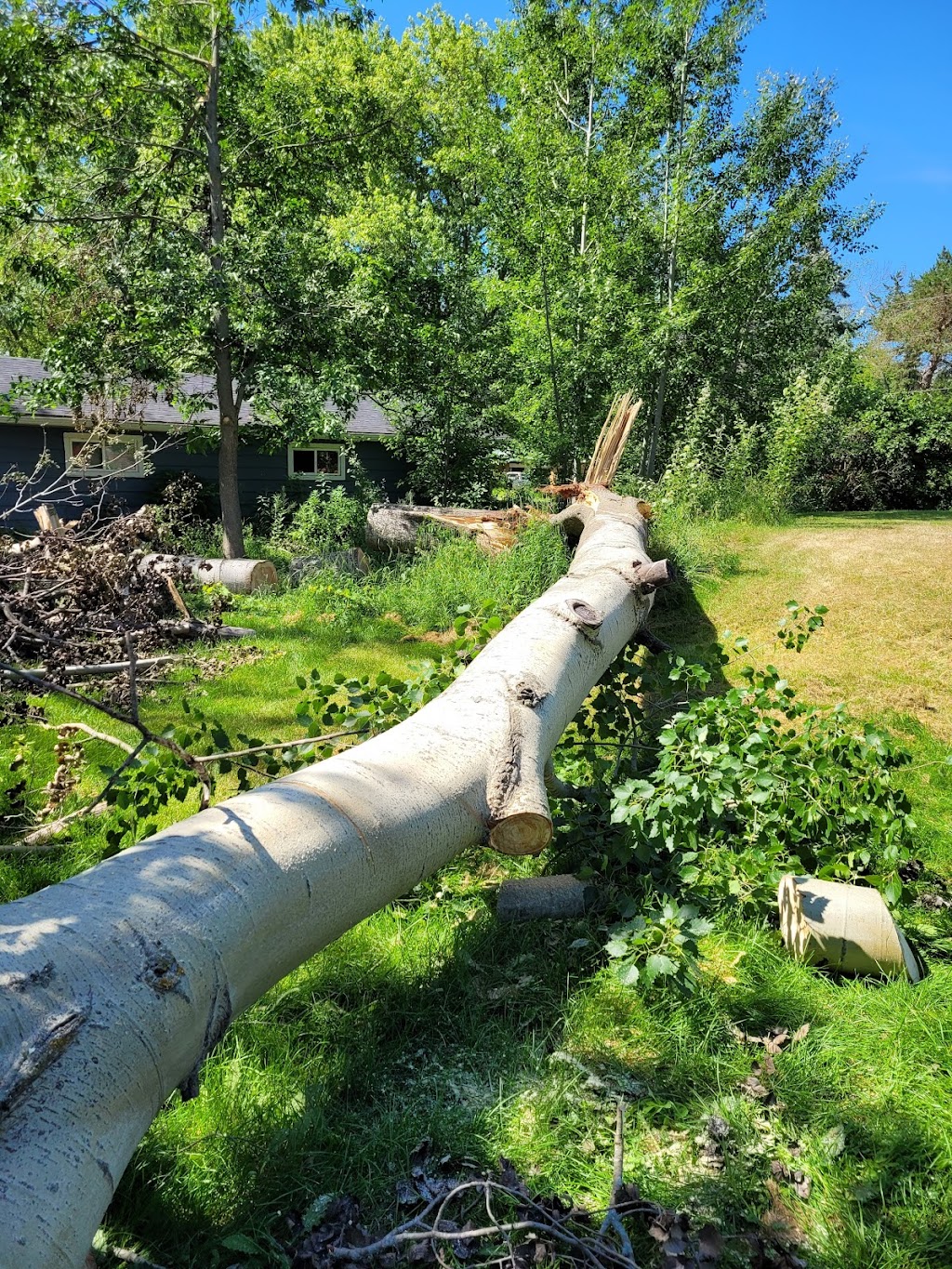 BOSSDAWG TREE REMOVAL | 120 ON-49, Deseronto, ON K0K 1X0, Canada | Phone: (613) 693-1330