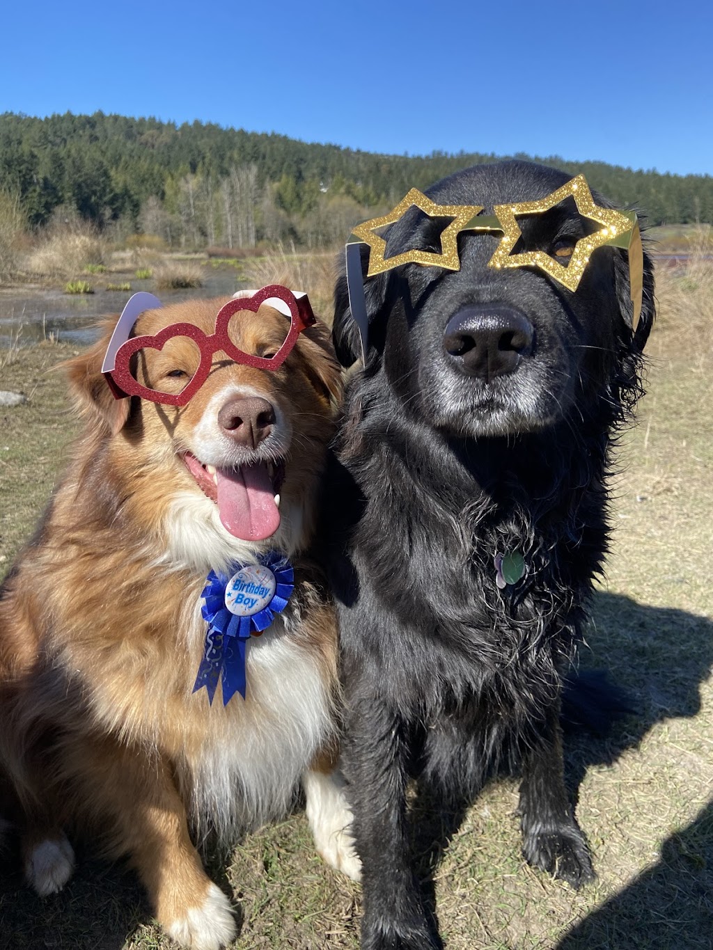 Local Bark Adventures | 20 Douglas St, Victoria, BC V8V 2N6, Canada | Phone: (250) 886-9000