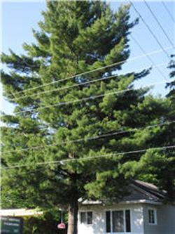 Arboriculture Lapointe | 271 Rue Montcalm, Saint-Colomban, QC J5K 2N3, Canada | Phone: (450) 602-4386