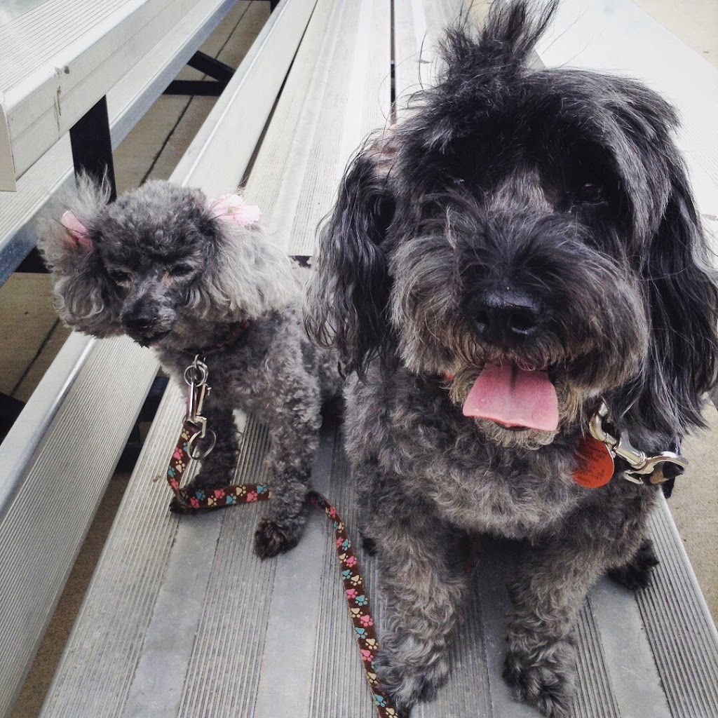 The Doodle Dog Sitter & Dog Walking Services | 2-225 Trafalgar Rd, Oakville, ON L6J 3G9, Canada | Phone: (647) 286-0186