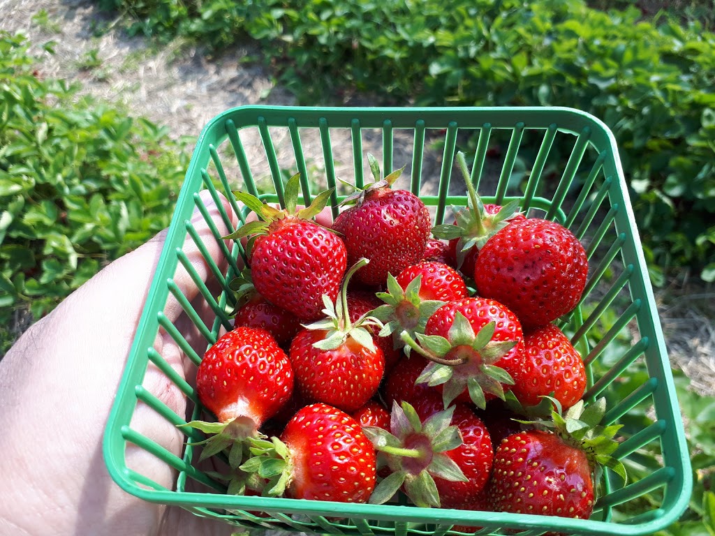 Austins Strawberries | 2591 Cockshutt Rd, Waterford, ON N0E 1Y0, Canada | Phone: (519) 443-5837