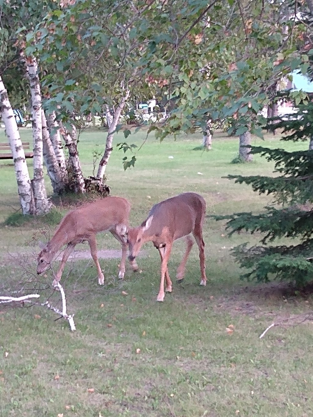 Falcon Lake Beach Campground | Manitoba R0E 2H0, Canada | Phone: (800) 214-6497