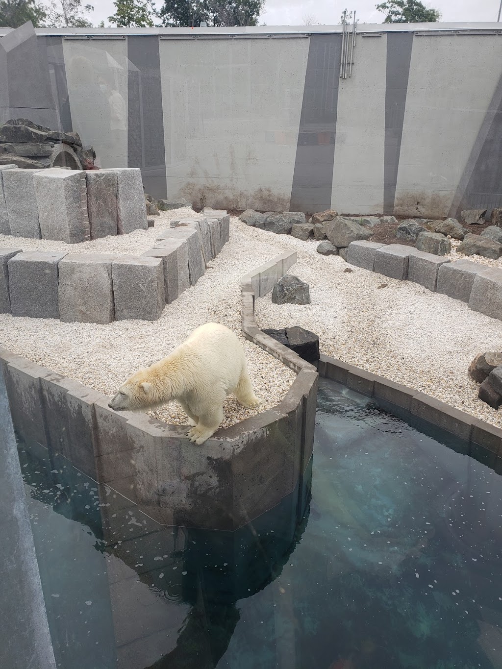 Habitat des ours polaires | 1675 Av. des Hôtels, Québec, QC G1W 4S3, Canada | Phone: (418) 659-5264