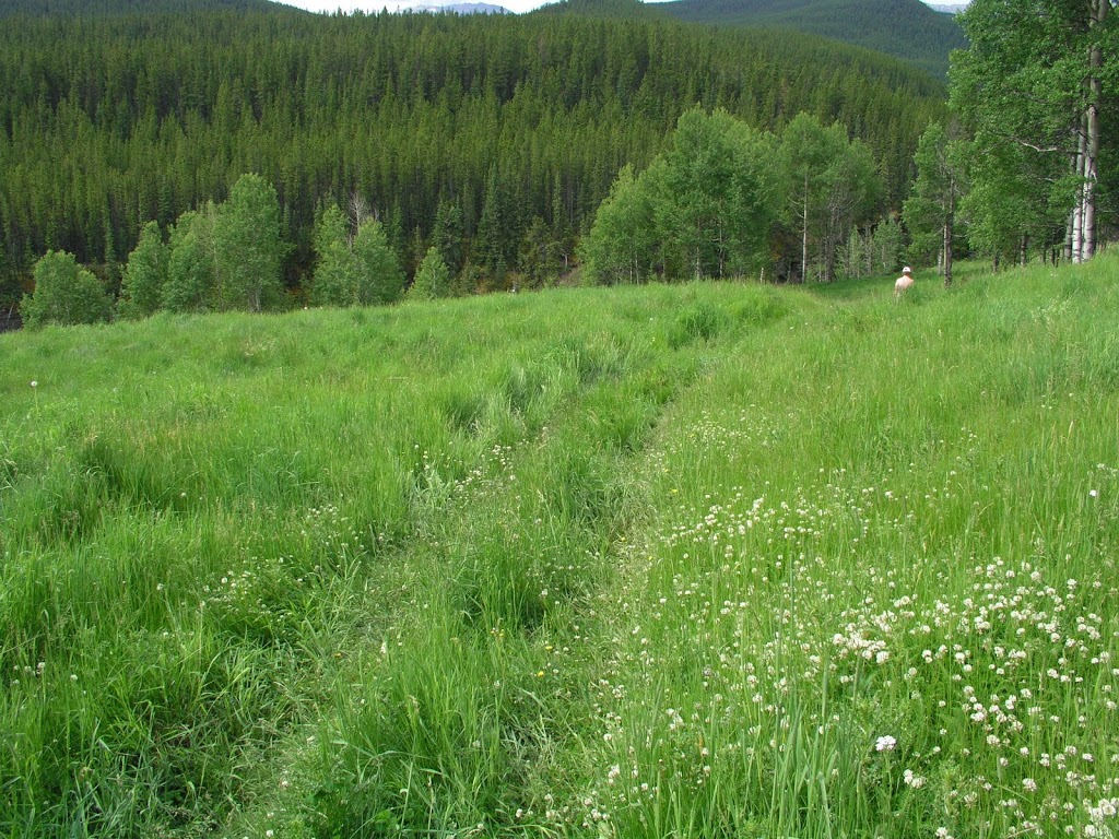 Gorge Creek Day use | Kananaskis, AB T0L 1K0, Canada