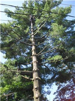 Arboriculture Lapointe | 271 Rue Montcalm, Saint-Colomban, QC J5K 2N3, Canada | Phone: (450) 602-4386