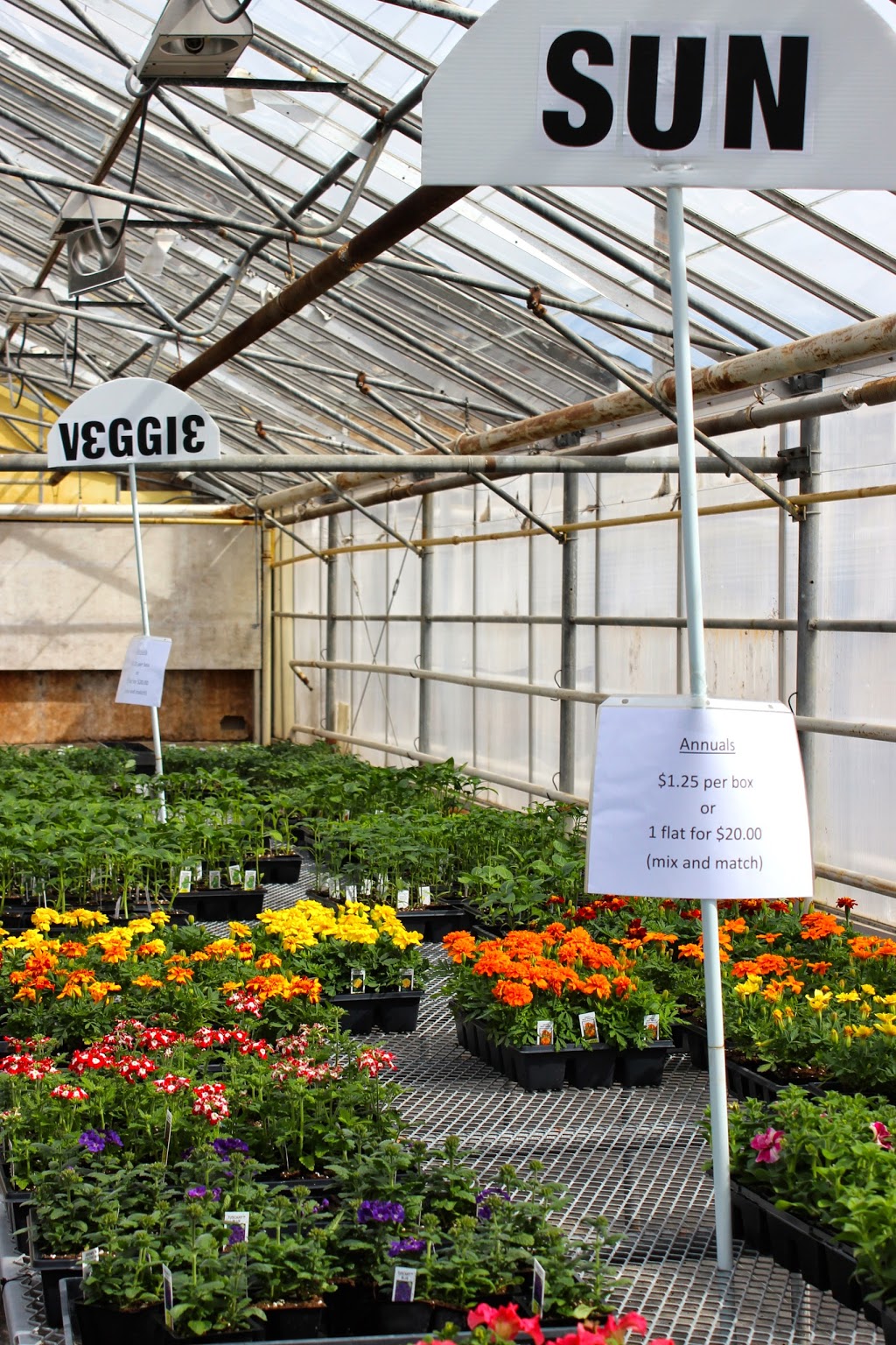 Prince Greenhouses | 687003 Oxford 2, Princeton, ON N0J 1V0, Canada | Phone: (226) 802-4519