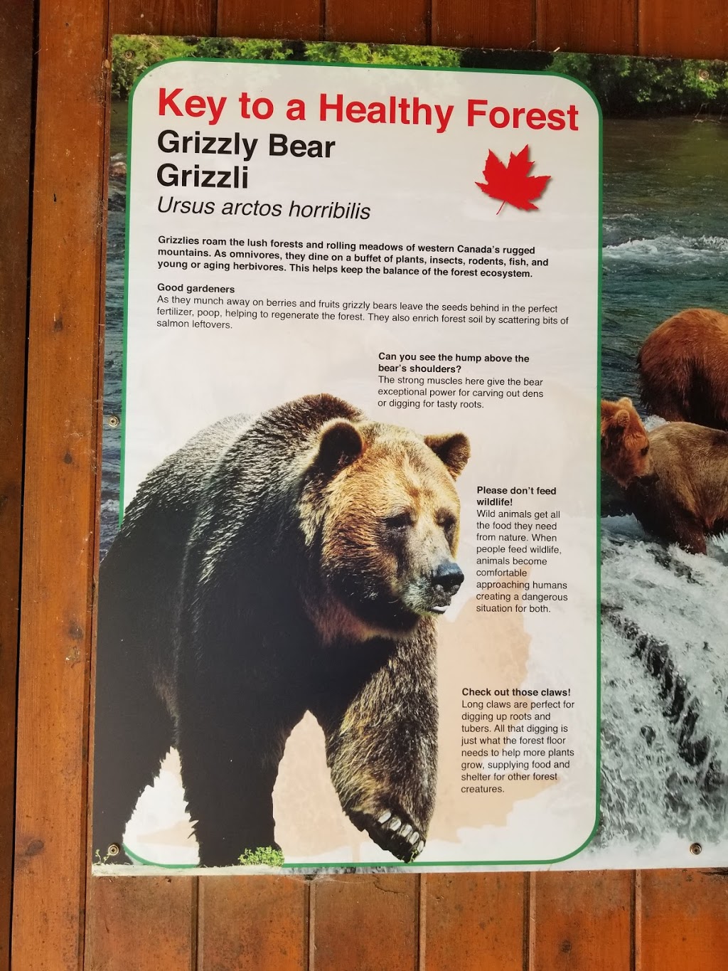 Grizzly Bear Exhibit | 2000 Meadowvale Rd, Scarborough, ON M1B 5K7, Canada | Phone: (416) 392-5929