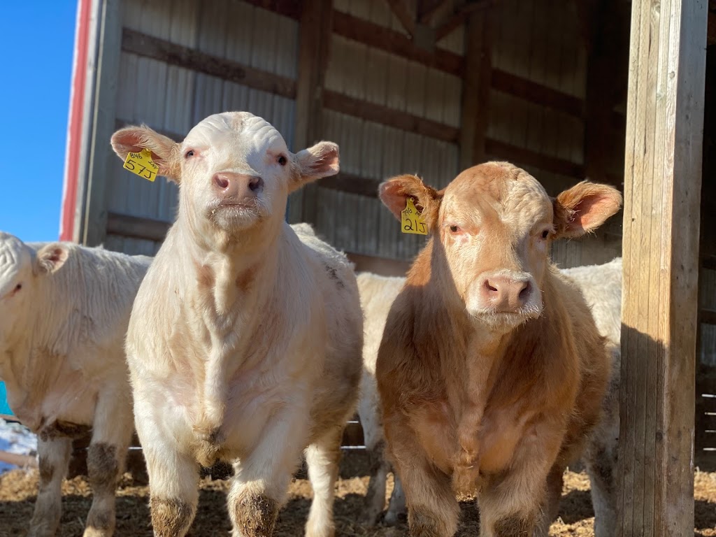 C2 Charolais | Box 237, La Rivière, MB R0G 1A0, Canada | Phone: (204) 242-4448