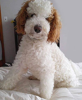 Ridge & Valley Farm- Goldendoodle Breeder | 5318 ON-3, Simcoe, ON N3Y 4K4, Canada | Phone: (905) 518-8771