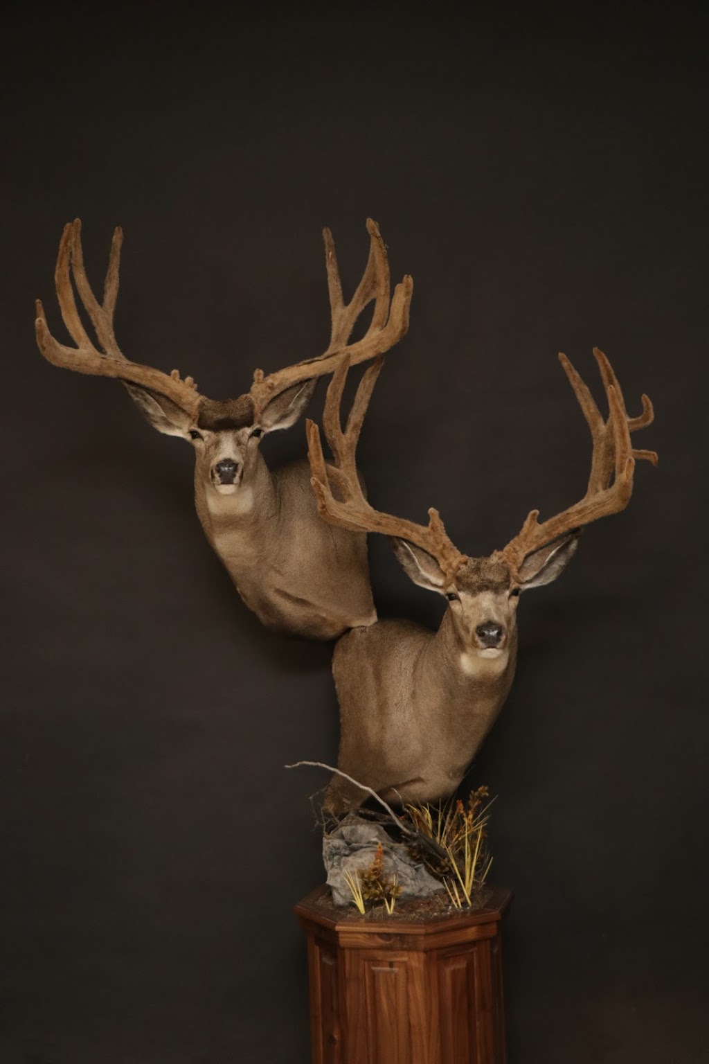 Orion Taxidermy | 1175 Athabasca St E, Moose Jaw, SK S6H 0N4, Canada | Phone: (306) 692-4653