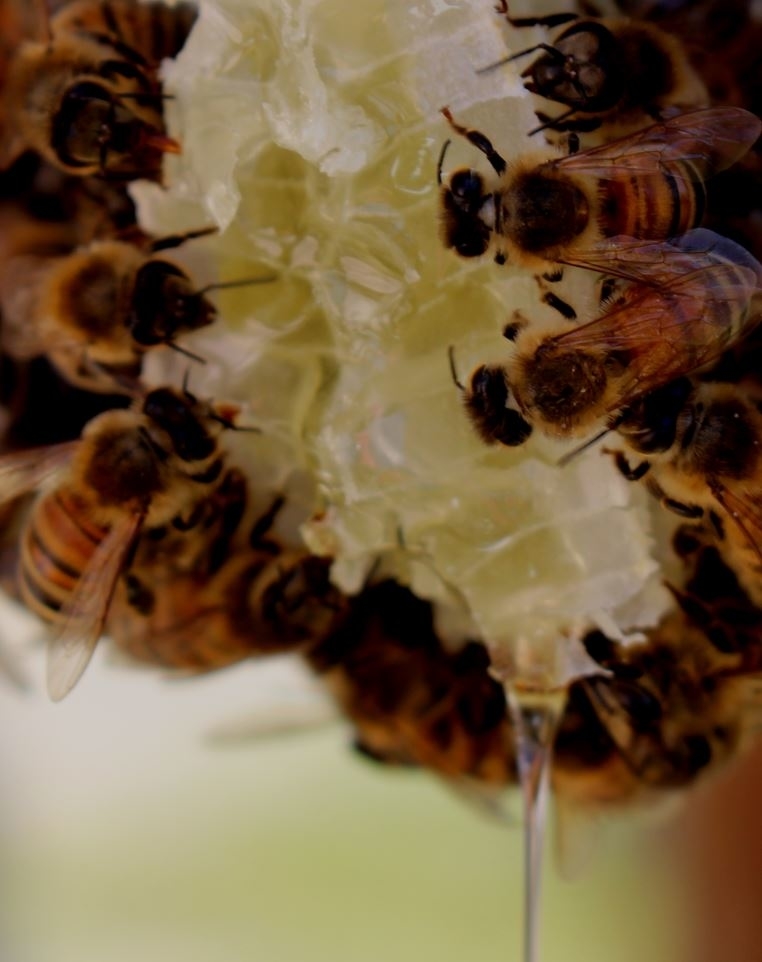 Centre du Jardin Hortiko | 266 Chemin des Fondateurs, La Minerve, QC J0T 1S0, Canada | Phone: (819) 274-2367