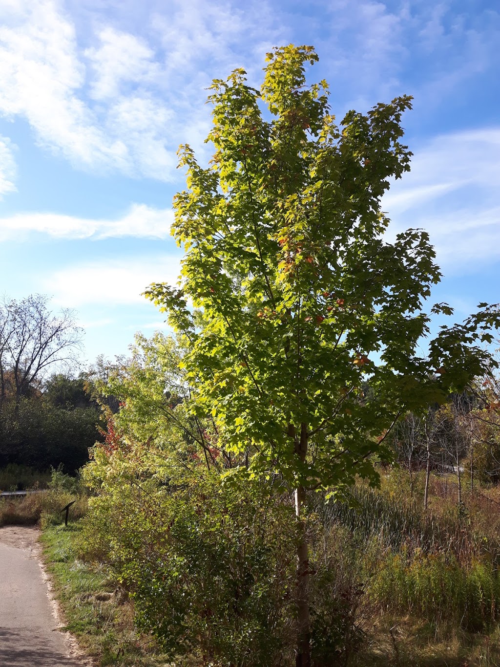 Halton Hills Trail | Georgetown, Halton Hills, ON L7G 5K2, Canada