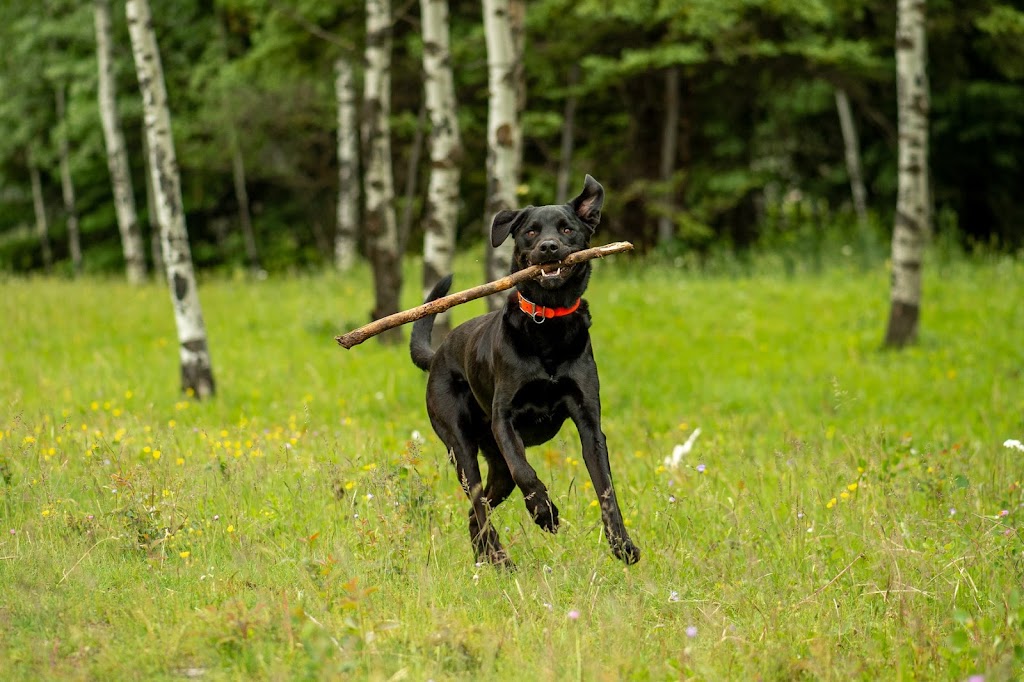 Sparwood Dog Park | 404 Lions Park Pl, Sparwood, BC V0B 2G0, Canada | Phone: (250) 425-2423