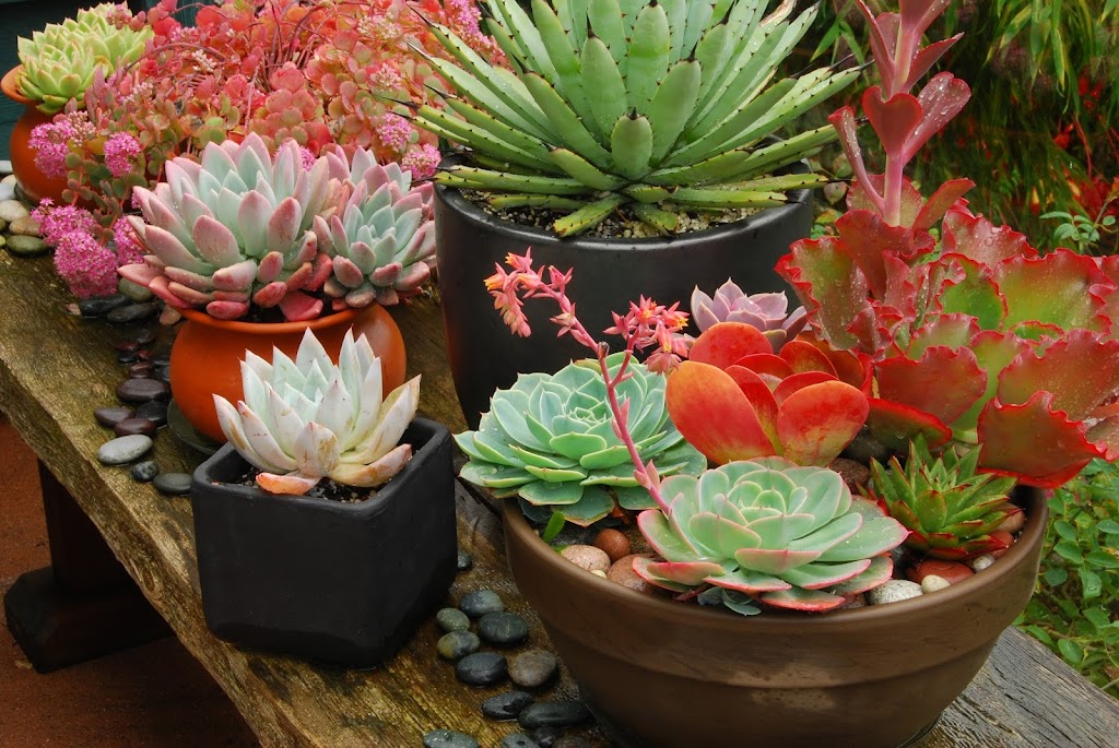 Valley Succulents | 2210 Anderton Rd, Comox, BC V9M 4B2, Canada | Phone: (250) 465-1338