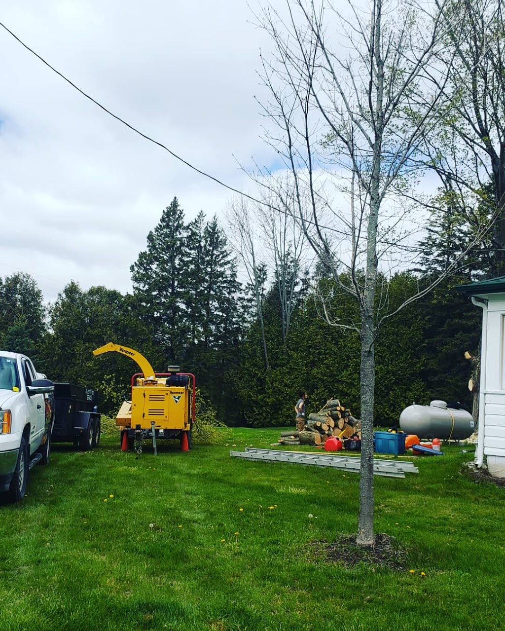 Gillespies Tree Service | 800 Trenton Frankford Rd, Trenton, ON K8V 5P6, Canada | Phone: (613) 827-3045