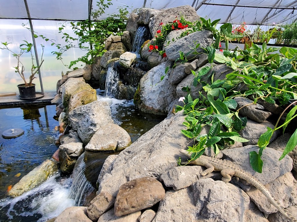 Aqualine Aquatic Plants & Waterfeatures | 23211 Township Rd 514, Sherwood Park, AB T8B 1L1, Canada | Phone: (780) 467-3450