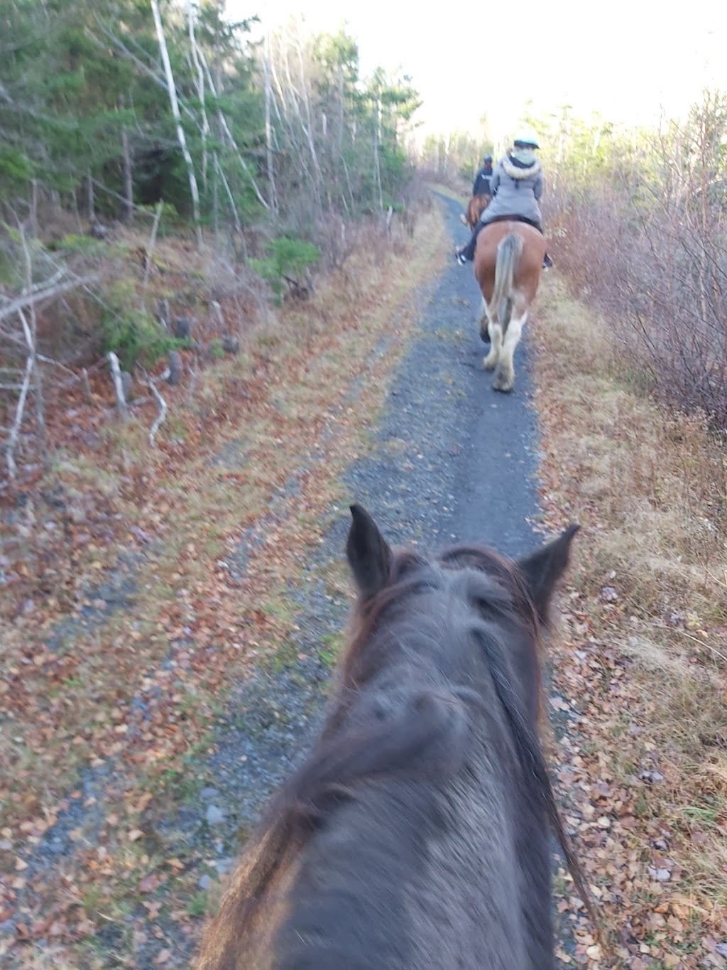 Serenity Acres Family Ranch | 7321 Nova Scotia Trunk 1, Ellershouse, NS B0N 1L0, Canada | Phone: (902) 791-1215