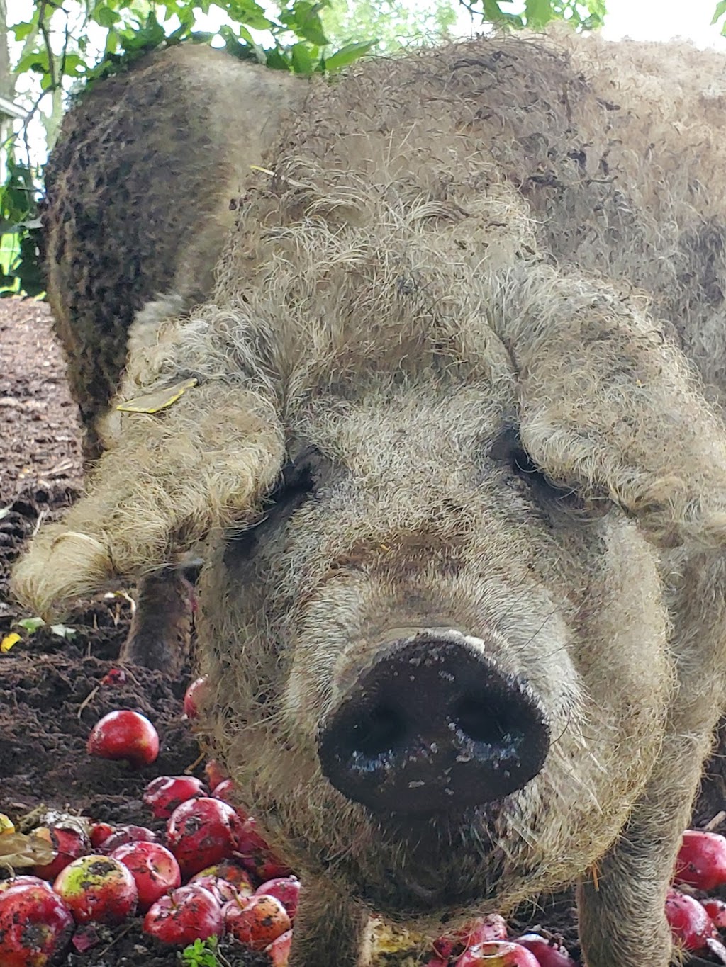 Canadian Mangalitsa Farms | 1717 County Rd 38, Campbellford, ON K0L 1L0, Canada | Phone: (289) 890-0438