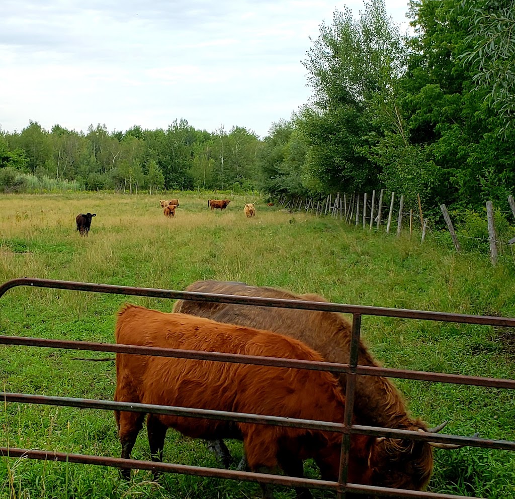 Bleuetière la Grande Ourse (Bleuetière biologique) | 271 Rang Saint-Jean-Baptiste, Saint-Chrysostome, QC J0S 1R0, Canada | Phone: (450) 826-0166