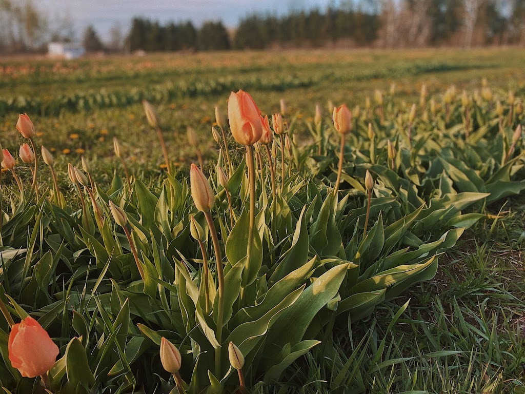 Green Corners Farm | 1259 Yorks Corners Rd, Edwards, ON K0A 1V0, Canada | Phone: (613) 898-1801