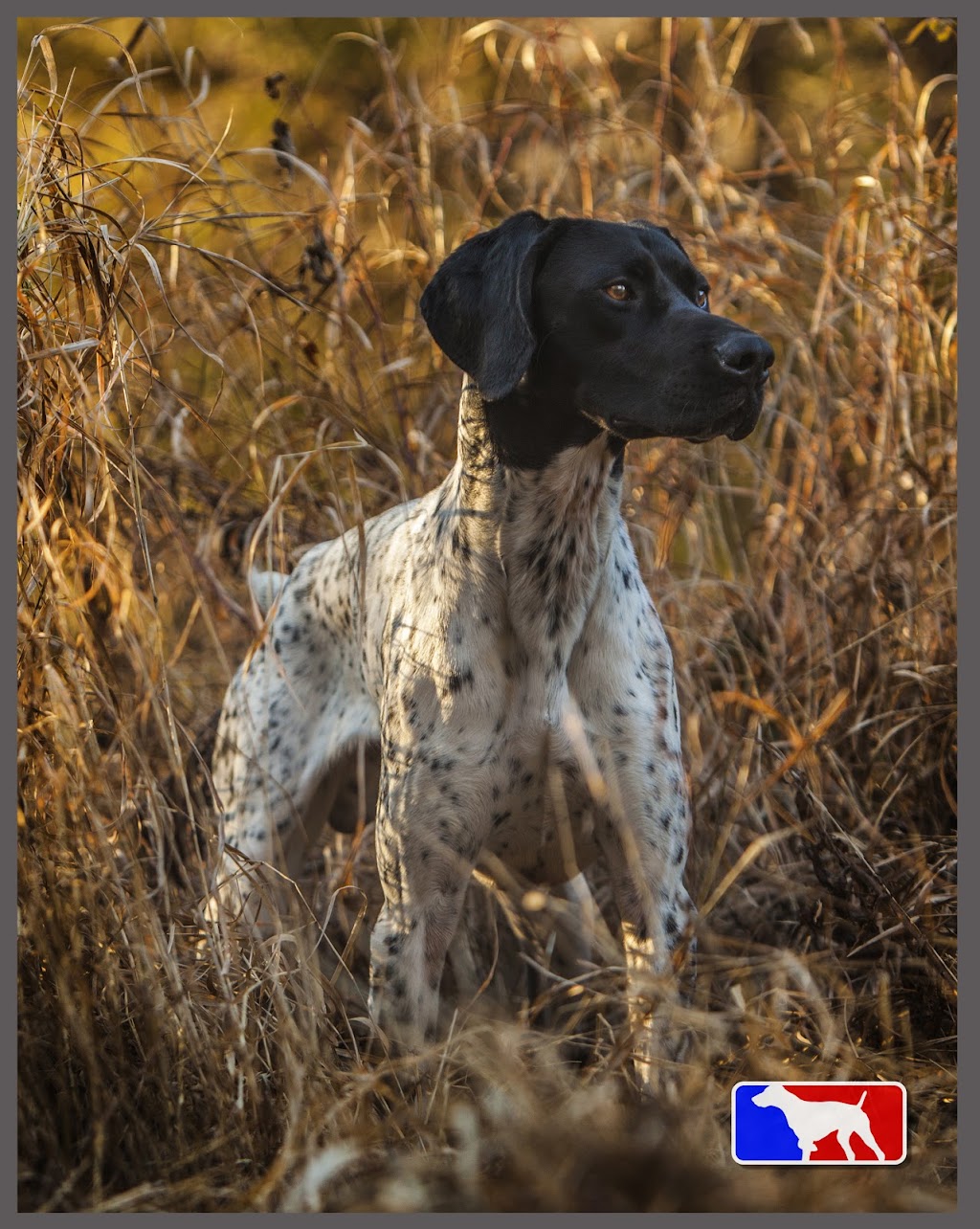 Iconic Gundogs | 1407 Rue du Mont-Césaire, Val-David, QC J0T 2N0, Canada | Phone: (514) 629-0375